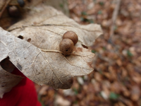 P1270150.webp