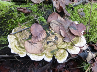 P1270139.webp