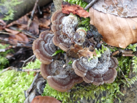 P1270140.webp