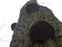 P1270185.webp