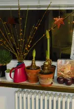 amaryllis-triple.webp