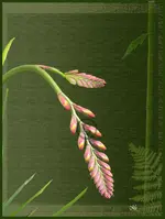 Crocosmia Lucifer 2.webp
