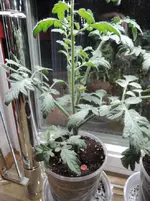 DSCN3728.2.webp