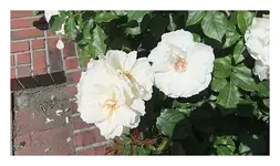 021.webp