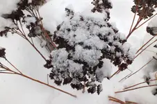 DSCF9908.webp