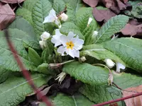 DSCN0157.webp