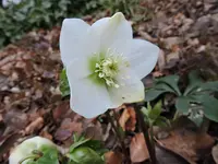 DSCN0156.webp