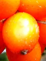 DSCN5979.webp
