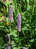 image.webp
