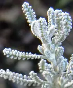 DSCN6723.webp