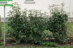 Photinia.JPG