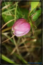 comp_DSC02627.webp