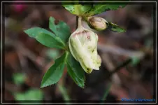 comp_DSC02634.webp