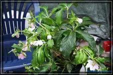comp_DSC02642.webp