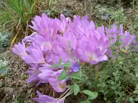 Gartenclub 2007 036v.webp