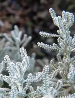 DSCN6723.webp