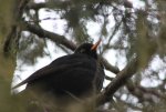 Amsel oben ++.jpg