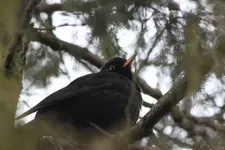 Amsel oben ++.webp