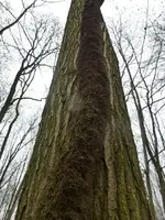 P1270191.webp