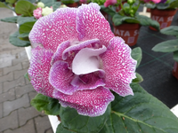 P1270228.webp