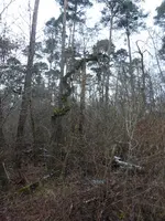 P1270293.webp