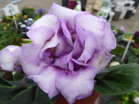 P1270233.webp