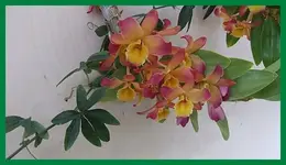 136.webp