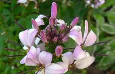 pink (2).webp
