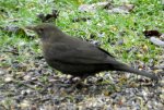 Amsel_6254.JPG