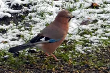 Eichelhäher_6059.webp