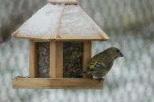 Grünfink_6143.webp