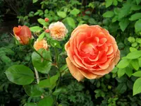 IMG_3420-001.webp