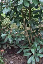 Photinia_Detail.webp