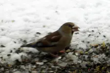 DSCN6377a.webp