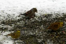 DSCN6379a.webp