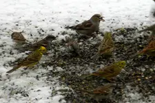 DSCN6380a.webp