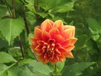 Bild 464.webp