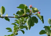 Obstbaum_Boskop blüht.webp