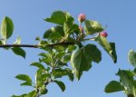 Obstbaum_Boskop blüht.JPG