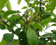 Obstbäume Boskop1.webp