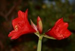 Amaryllis_rot_zwei Blüten_zwei Knospe_640.JPG