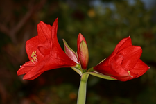 Amaryllis_rot_zwei Blüten_zwei Knospe_640.webp