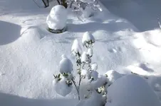 DSCF9937.webp
