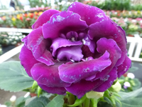 P1270234.webp