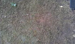 IMAG1606.webp