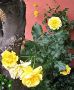 IMG_1380-002.webp