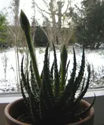 DSCN6915.webp