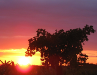 Ginkgo bei Sonnenaufgang.webp
