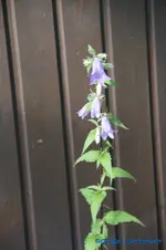 Amerikanische Glockenblume.webp