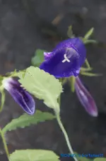 Glockenblume ,punctata,.webp